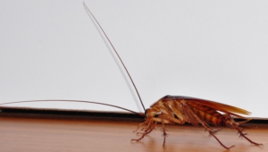 Cockroach Pictures