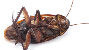 Cockroach Widescreen