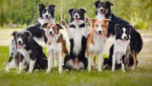 Collie Images