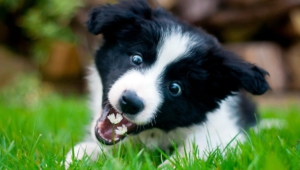 Collie Wallpapers Hd