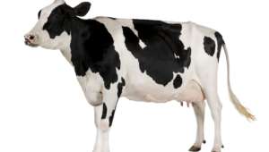 Cow Background