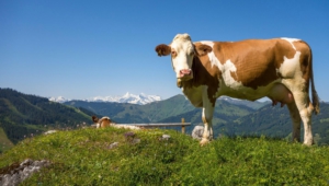 Cow High Quality Wallpapers