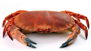 Crab High Definition Wallpapers