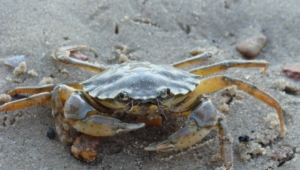 Crab High Quality Wallpapers