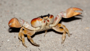 Crab Widescreen