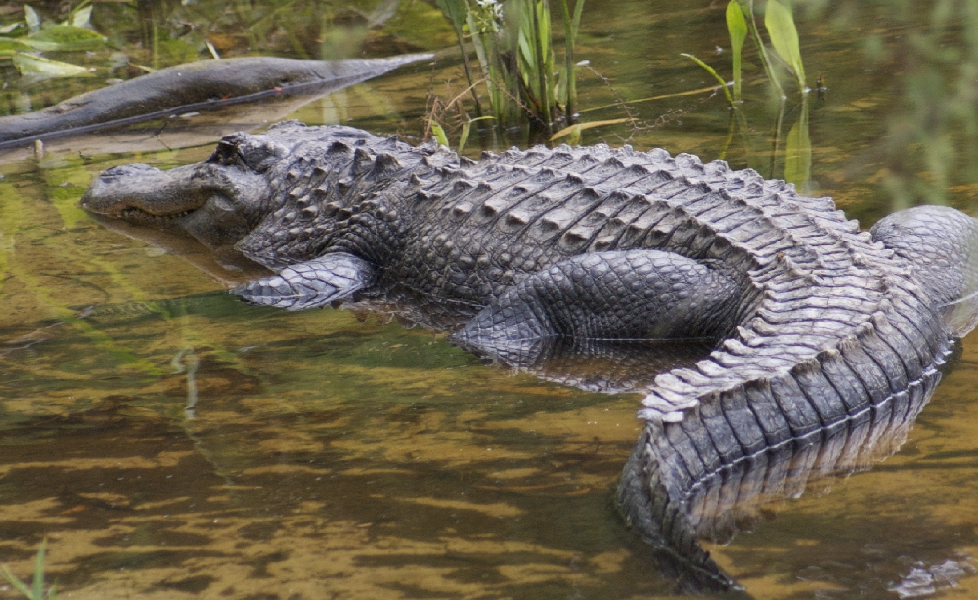 alligator-fishing-sends-two-hialeah-men-to-court-video