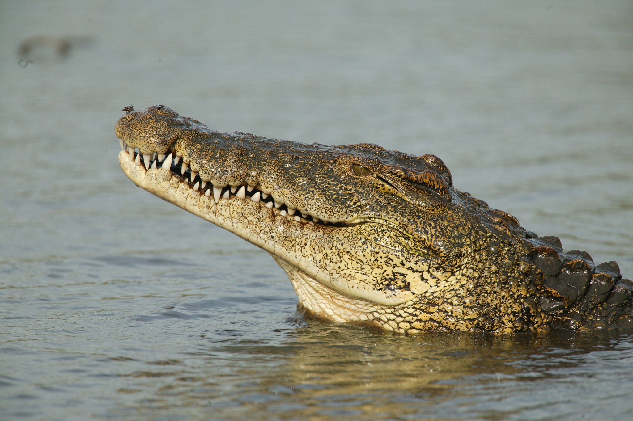 Crocodile Wallpapers Images Photos Pictures Backgrounds