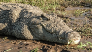 Crocodile For Desktop