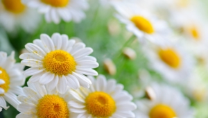 Daisy Images