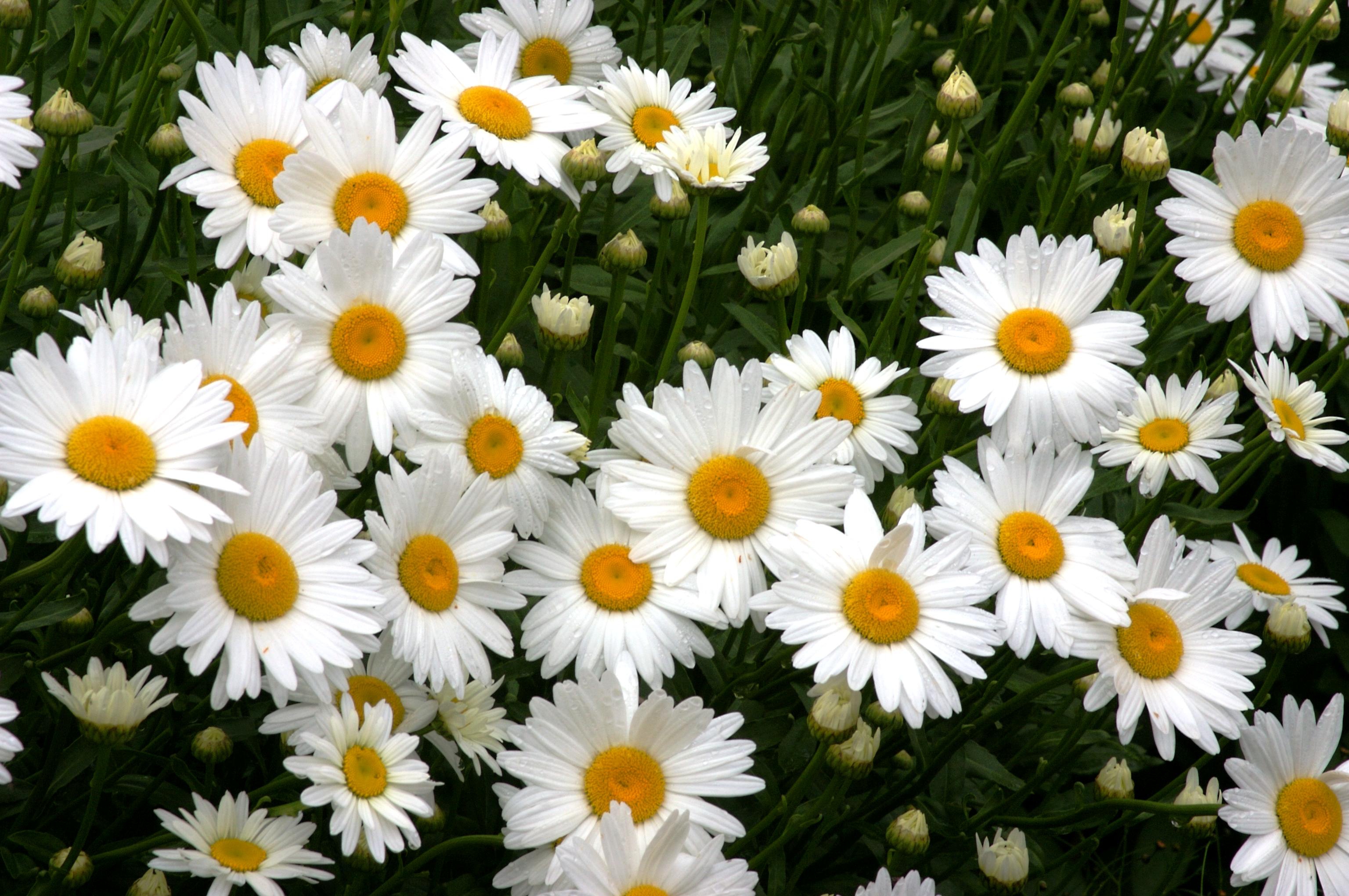 Daisy Wallpapers Images Photos Pictures Backgrounds