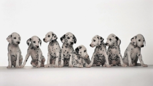 Dalmatian High Quality Wallpapers