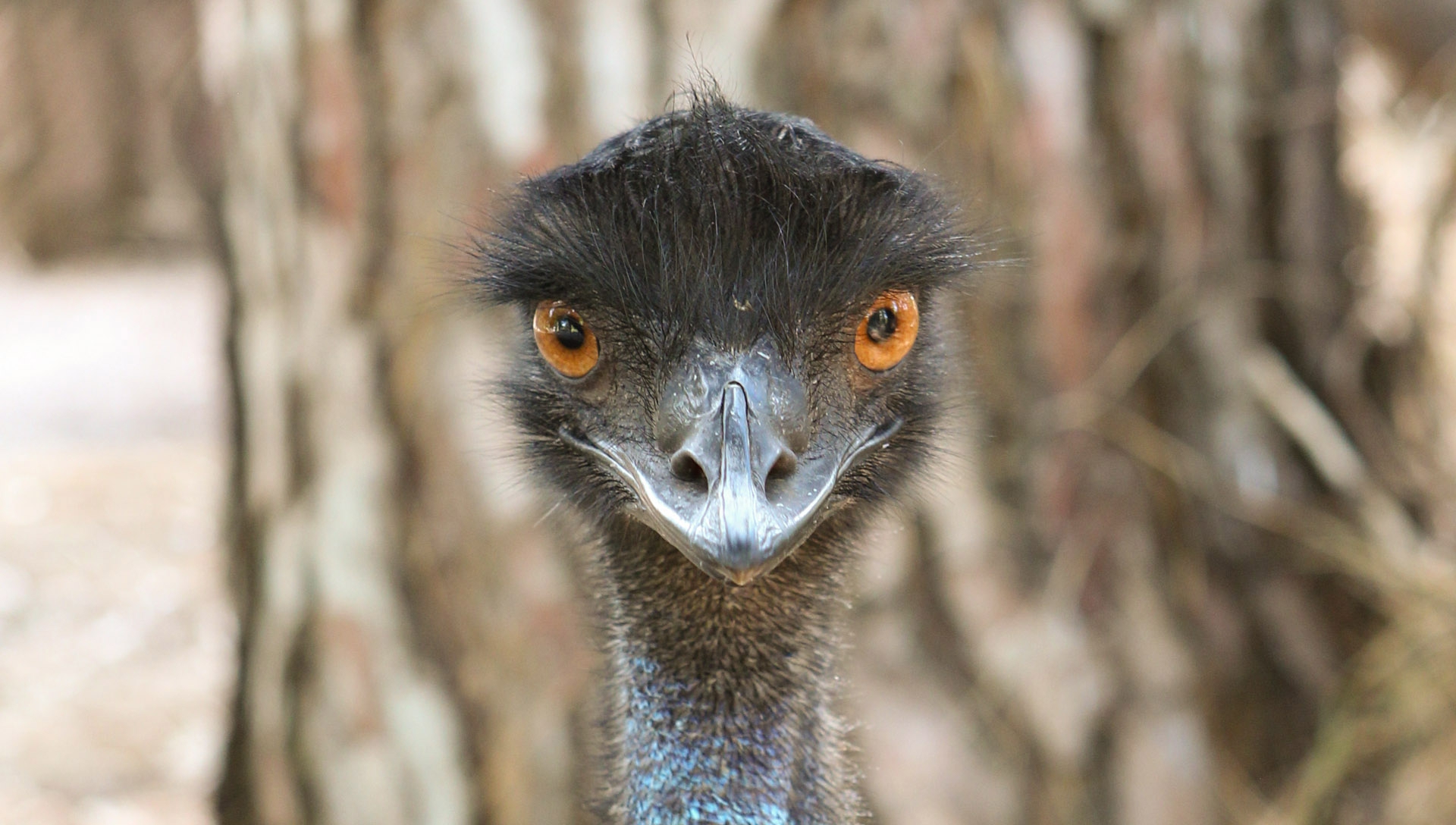 what is the emu