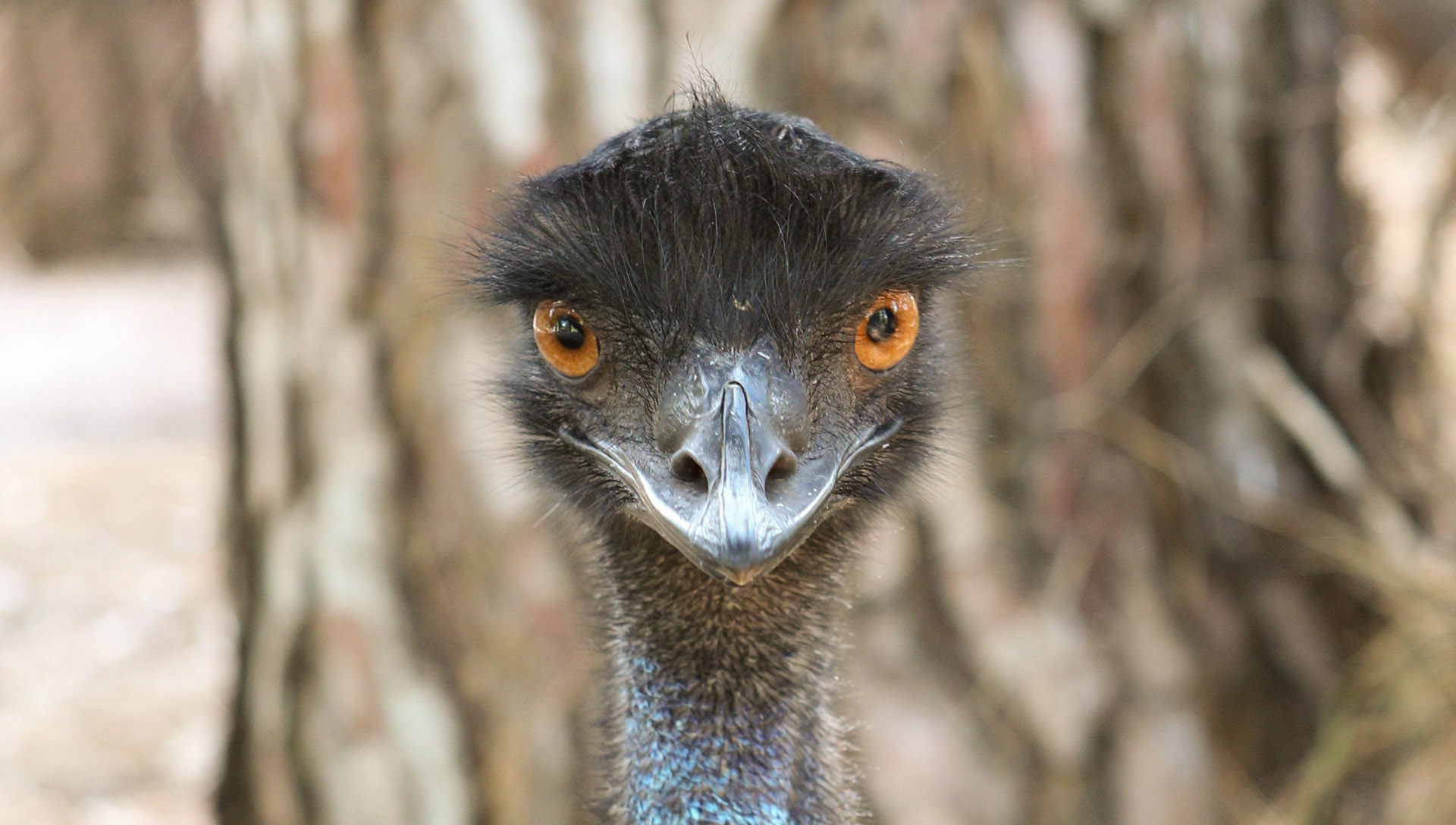 Emu Background