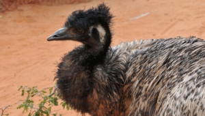 Emu Computer Backgrounds