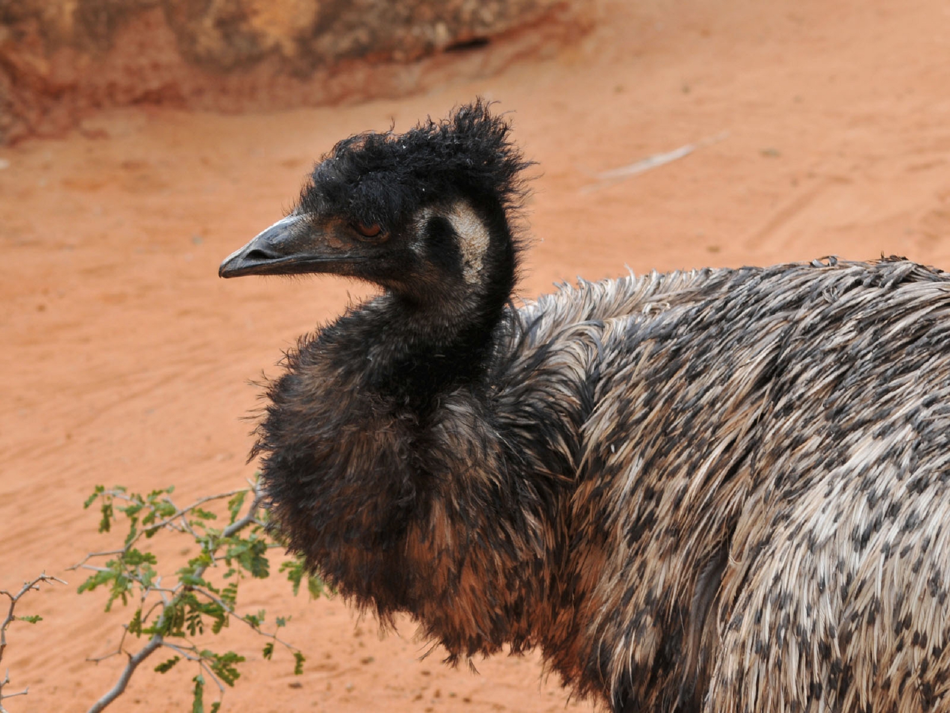 emu wallpapers wallpaper cave on emu wallpapers