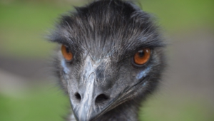 Emu High Definition Wallpapers