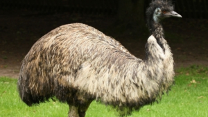 Emu High Quality Wallpapers