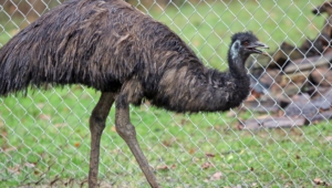 Emu Images