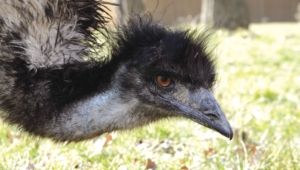 Emu Photos