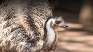 Emu Pictures