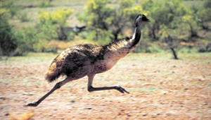 Emu Wallpaper
