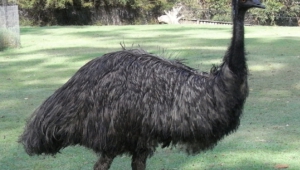 Emu For Desktop