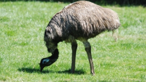 Emu Full Hd