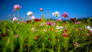 Flower Fields High Quality Wallpapers