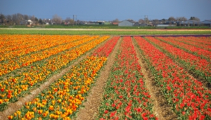 Flower Fields Images