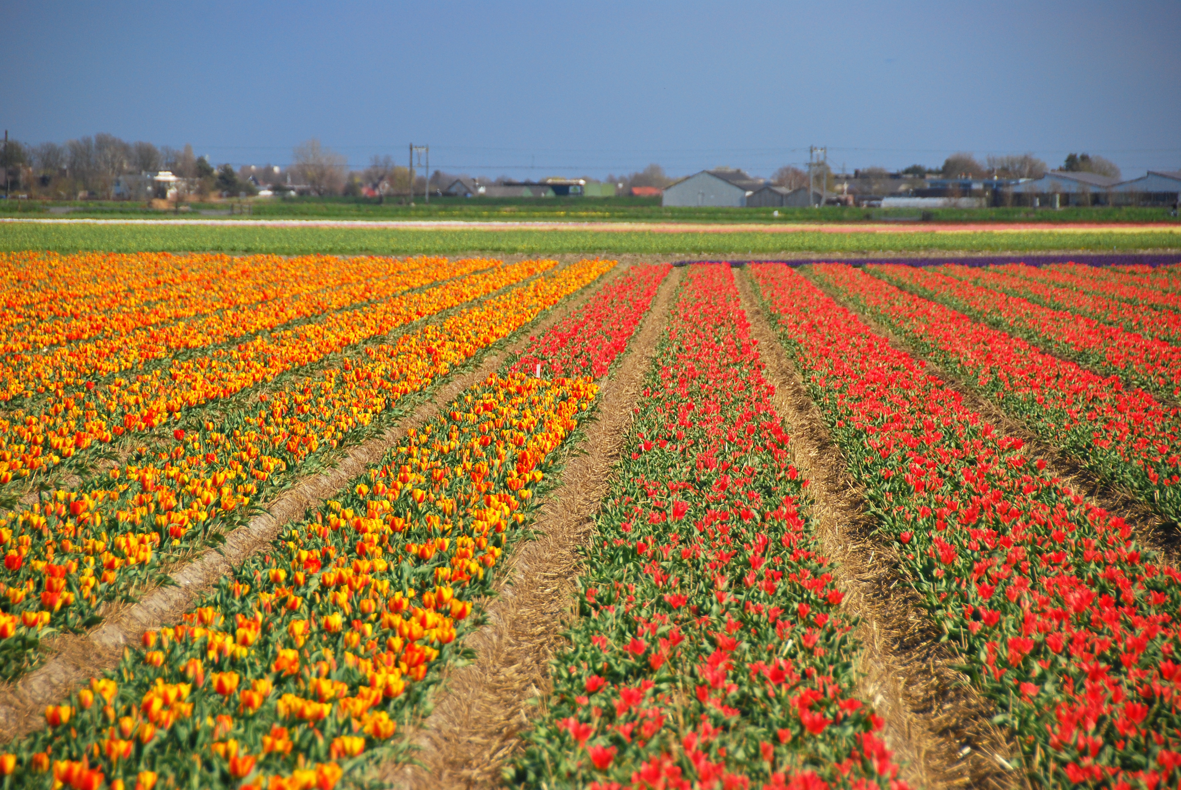 Flower Fields Images