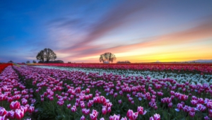 Flower Fields Pictures
