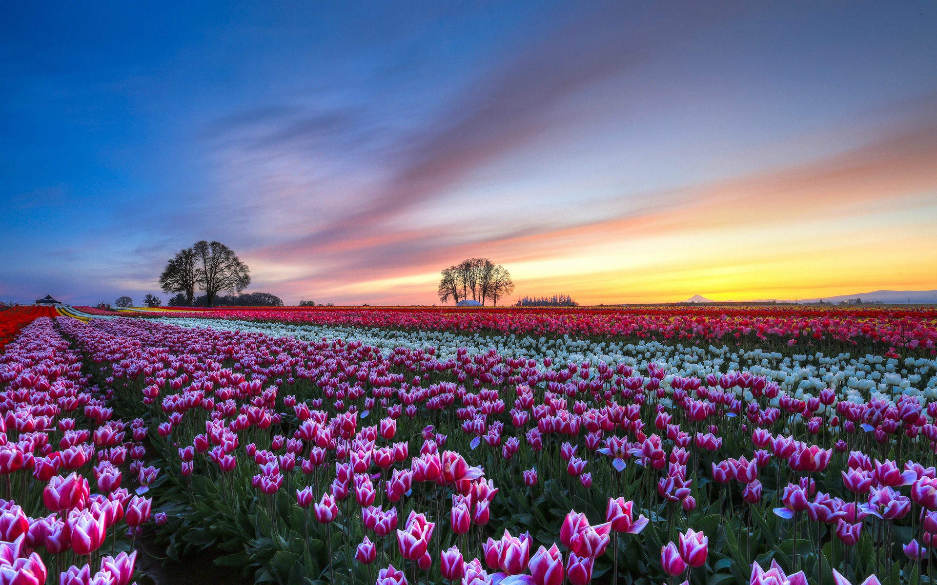  Flower  Fields  Wallpapers Images Photos Pictures Backgrounds