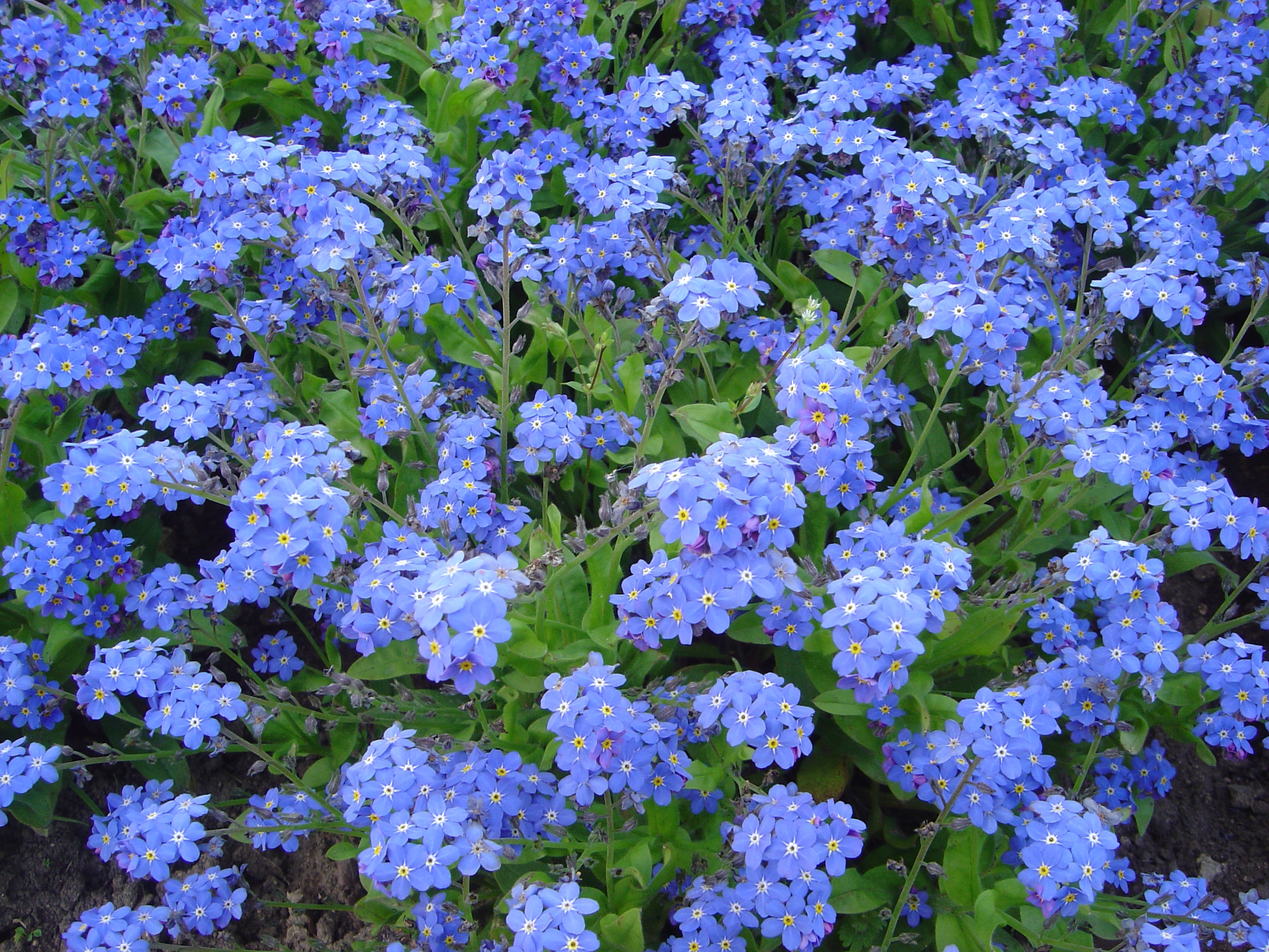 Forget Me Not Flower Computer Backgrounds