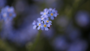 Forget Me Not Flower High Definition
