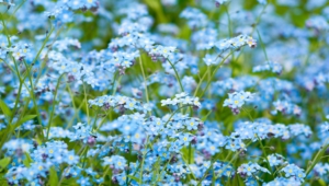 Forget Me Not Flower High Quality Wallpapers