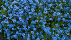 Forget Me Not Flower Photos