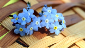 Forget Me Not Flower Wallpaper For Laptop
