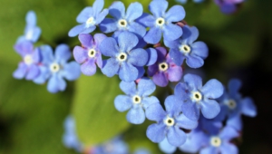 Forget Me Not Flower Wallpapers Hd