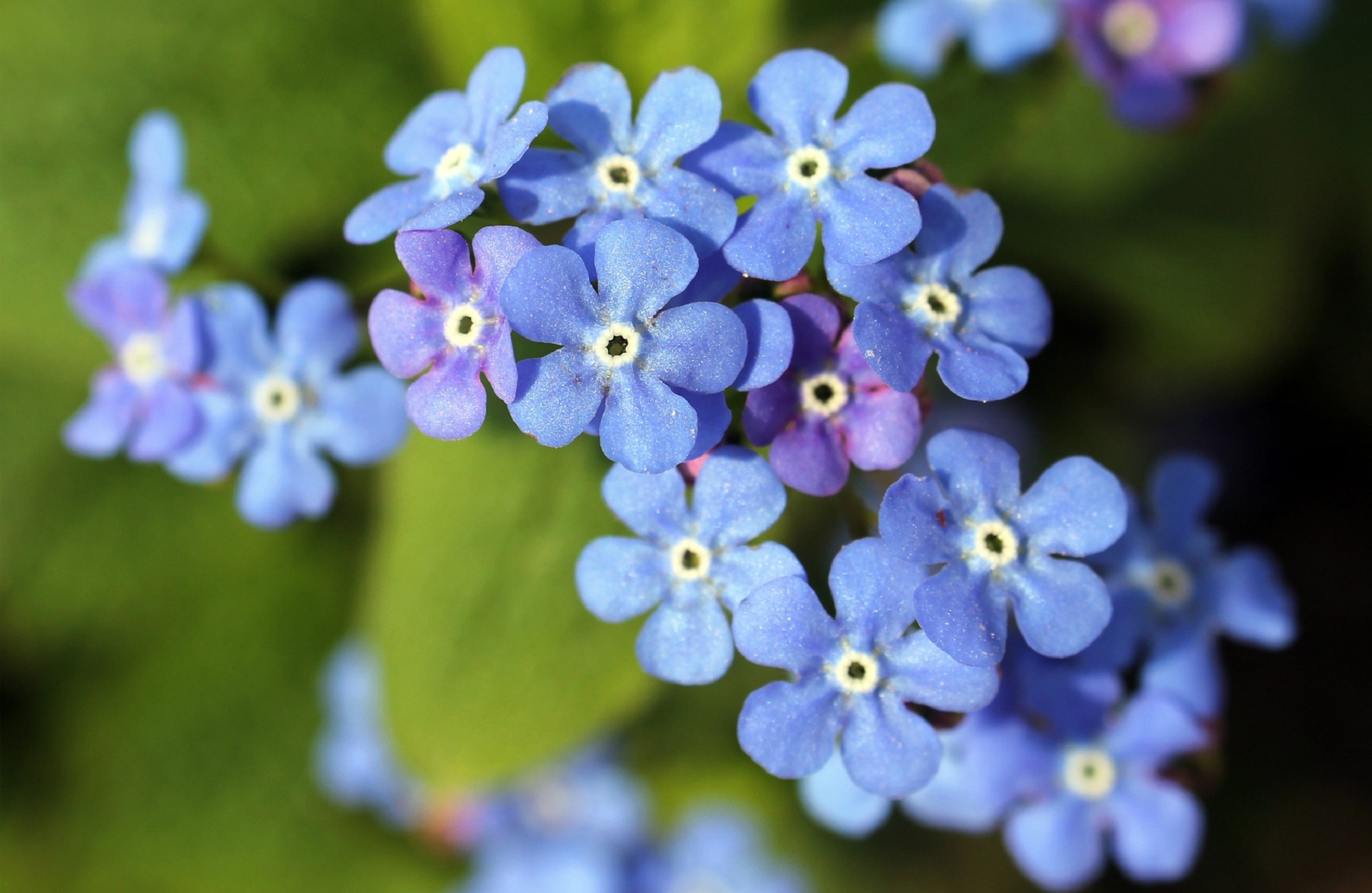 Forget Me Not Flower Wallpapers Hd