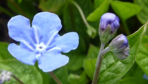 Forget Me Not Flower Wallpapers And Backgrounds