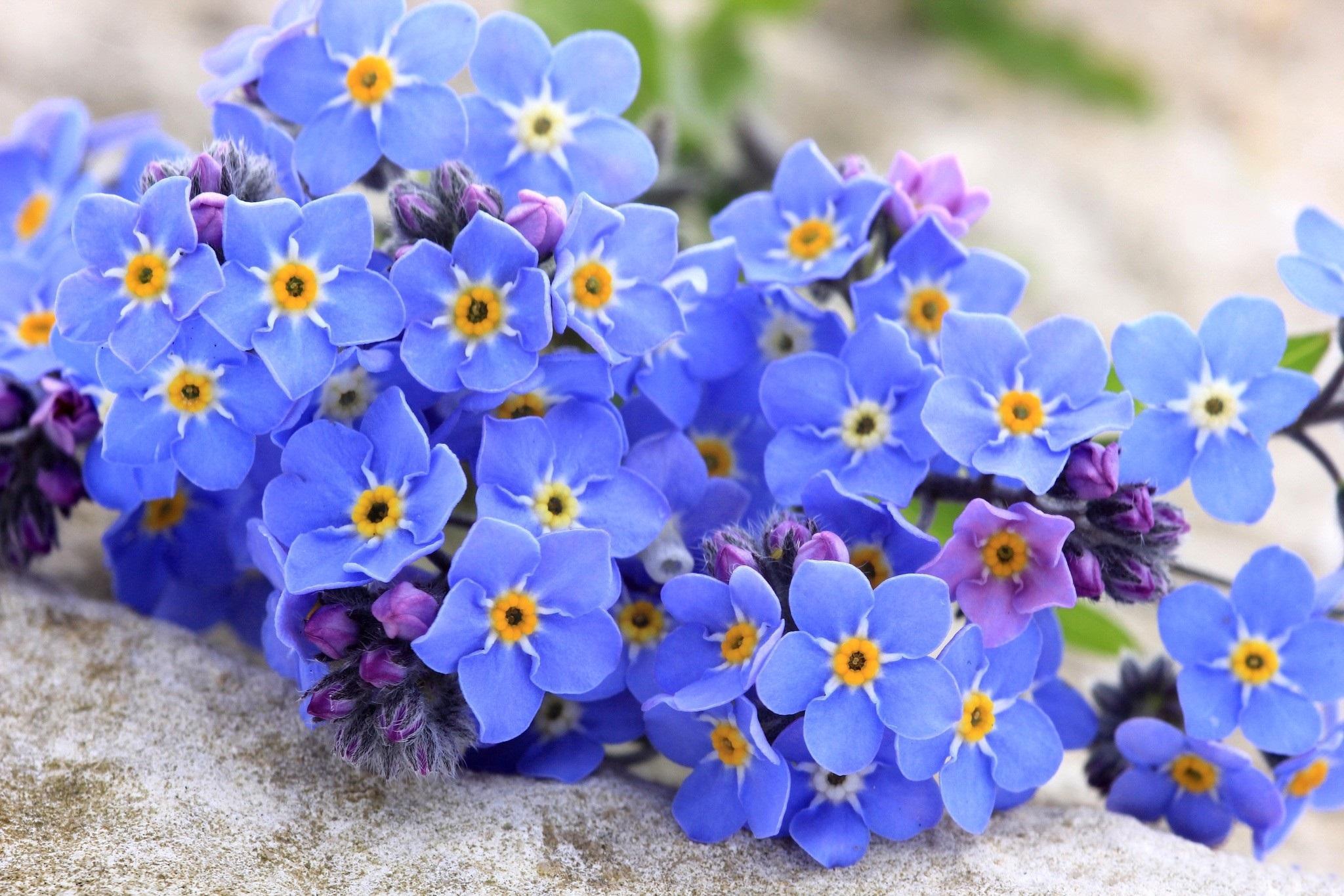 Forget Me Not Flower Wallpapers Images Photos Pictures Backgrounds