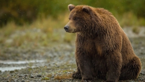 Grizzly Bear Desktop Wallpaper