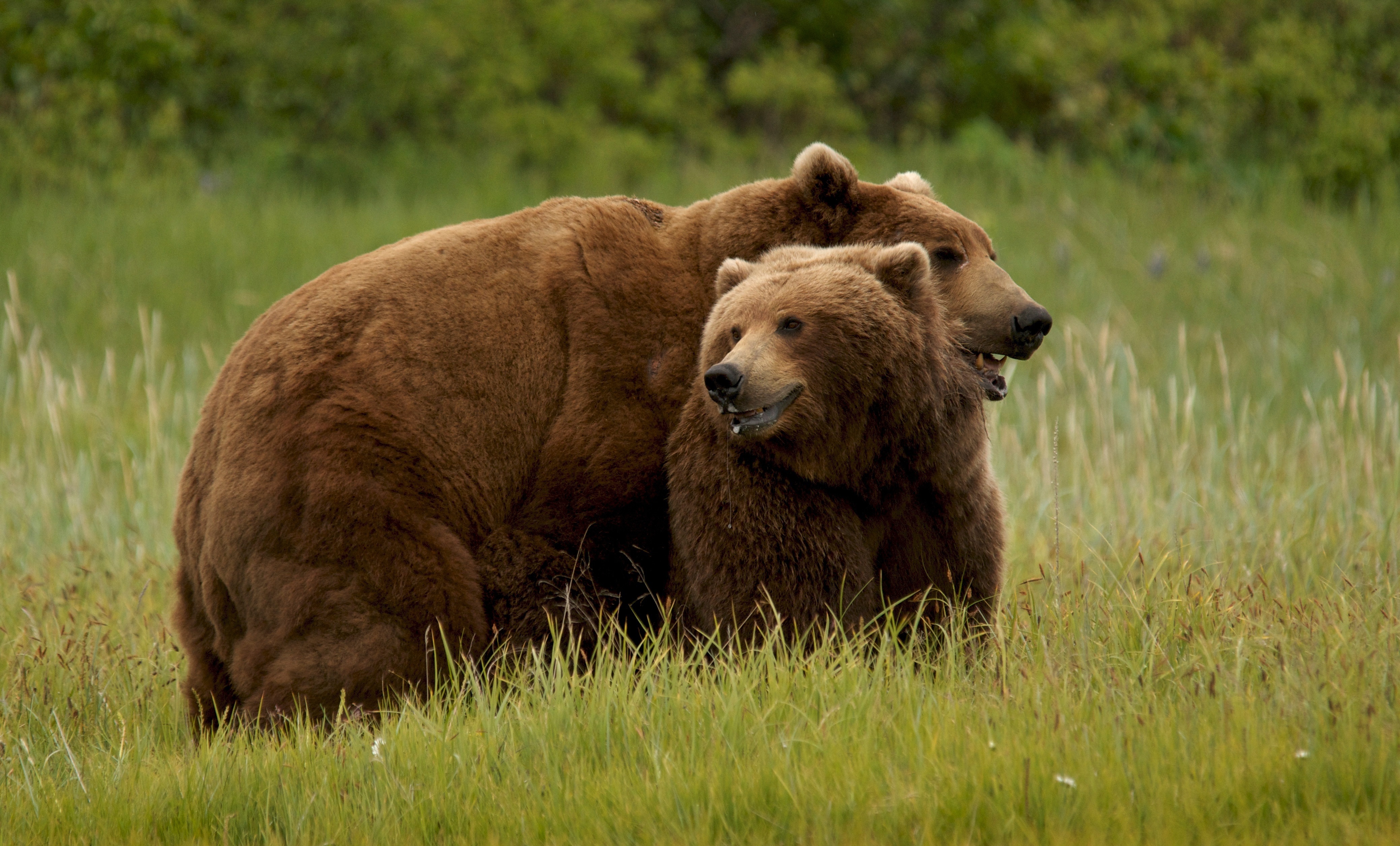 Grizzly Bear Wallpapers Top Hd Wallpapers - vrogue.co