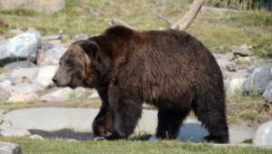 Grizzly Bear Images