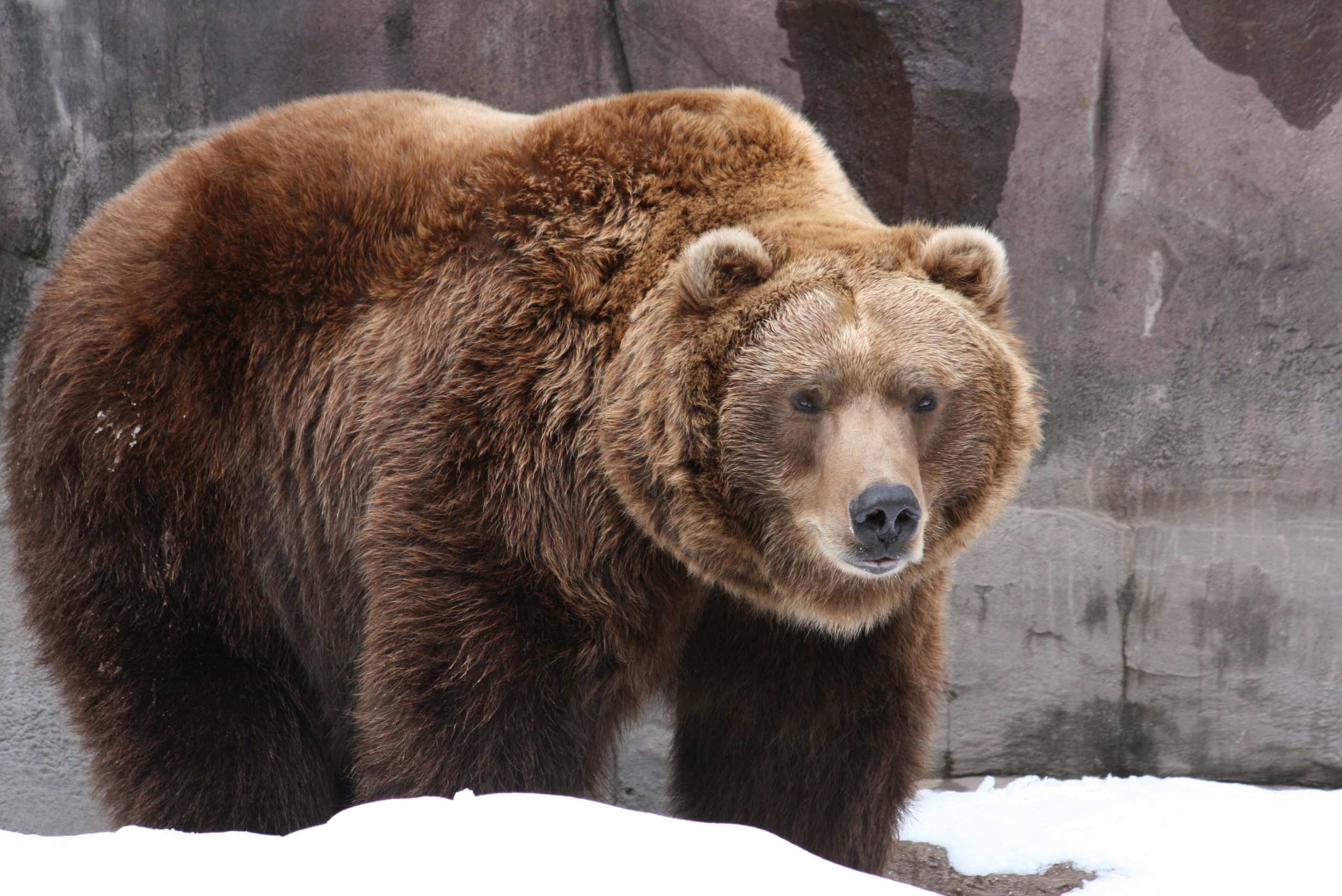Медведь. Сибирский бурый медведь. Медведь Гризли. Бурый медведь (лат. Ursus arctos). Гризли и бурый.