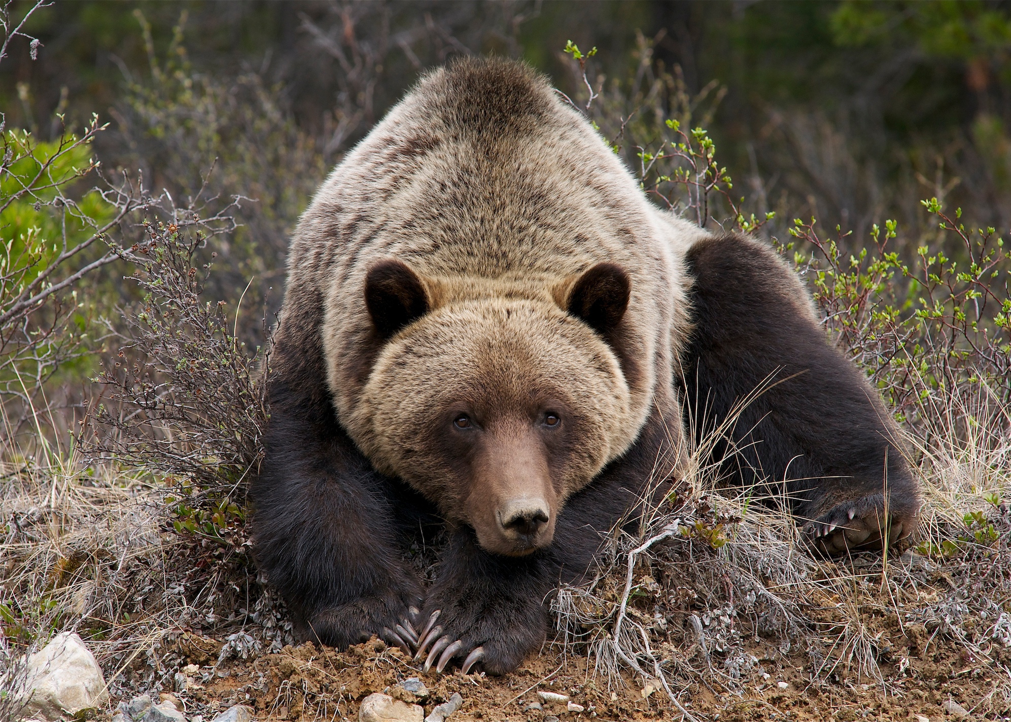 Кто сильнее медведи или бурые медведи. Северная Америка медведь Гризли. Бурый медведь (Ursus arctos). Гризли и бурый медведь. Медведь Гризли в Канаде.