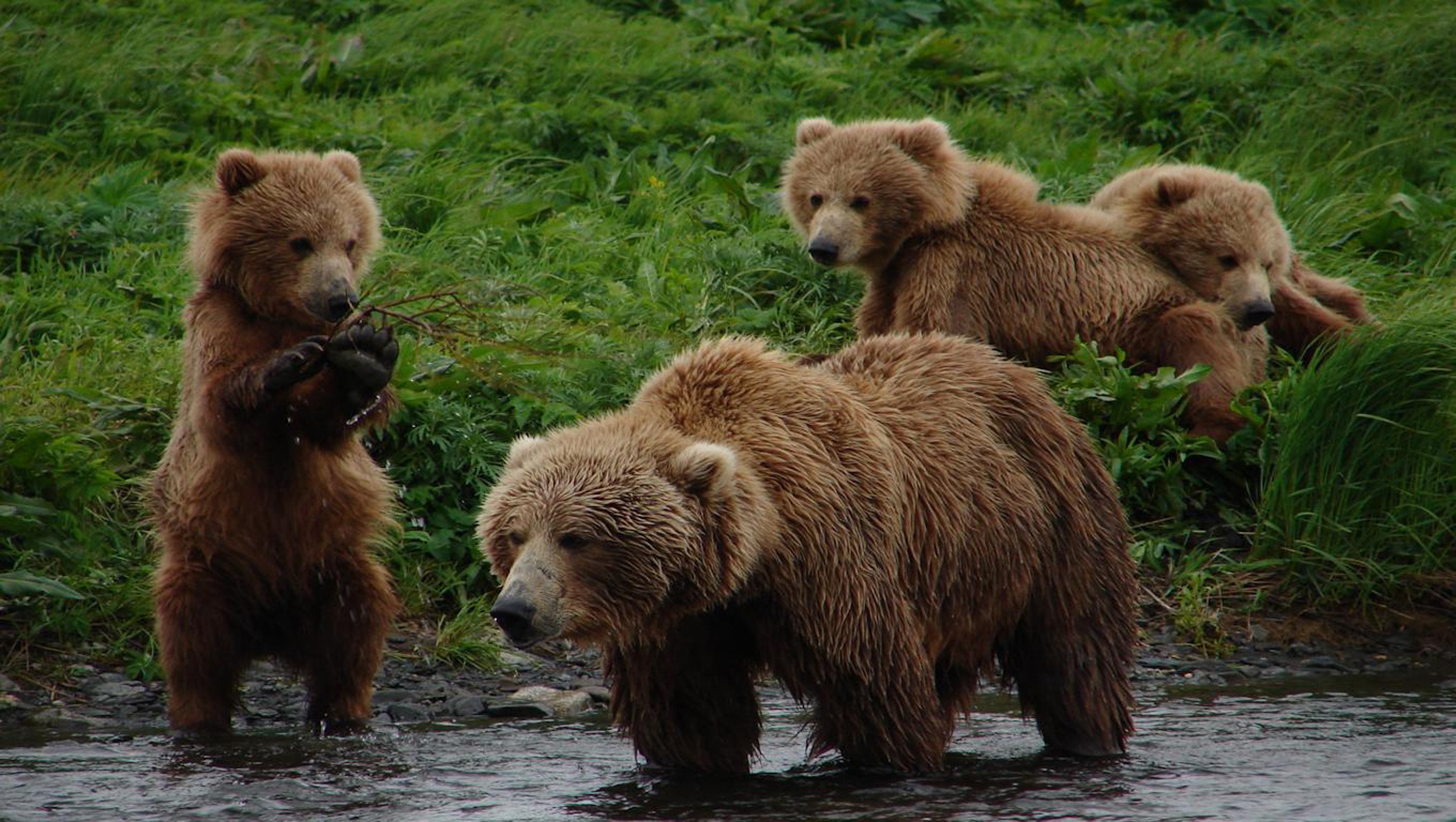 Grizzly Bear Wallpapers Images Photos Pictures Backgrounds