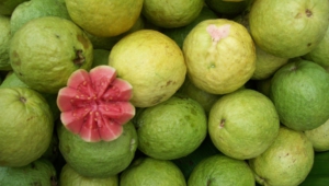 Guava Pictures