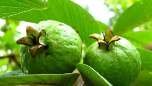 Guava Widescreen