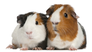 Guinea Pig High Definition Wallpapers